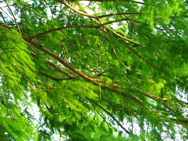 c2638 tree <a href=